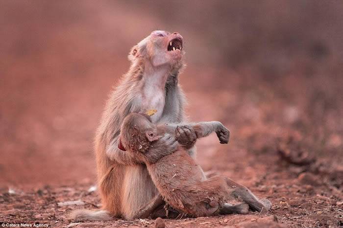 令人心碎：印度小猴陷入昏迷母猴抱着崩溃哀号
