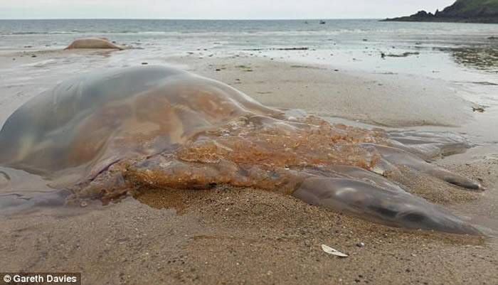 异形入侵？英国威尔斯西部海滩惊见数千只水母上岸最大直径90公分