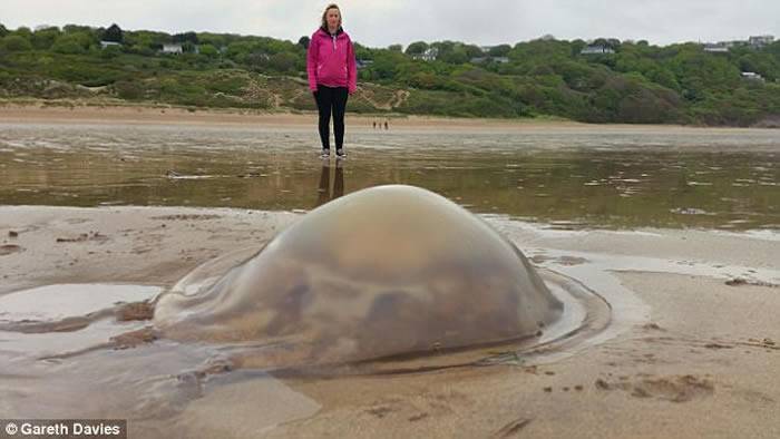 异形入侵？英国威尔斯西部海滩惊见数千只水母上岸最大直径90公分