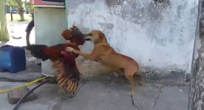 公鸡和狗狗互相攻击对方。