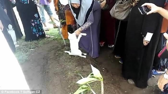 马来西亚可立邦灵性白猫趴老翁墓地不愿走