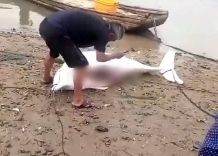 中华白海豚被拖上海滩宰杀。