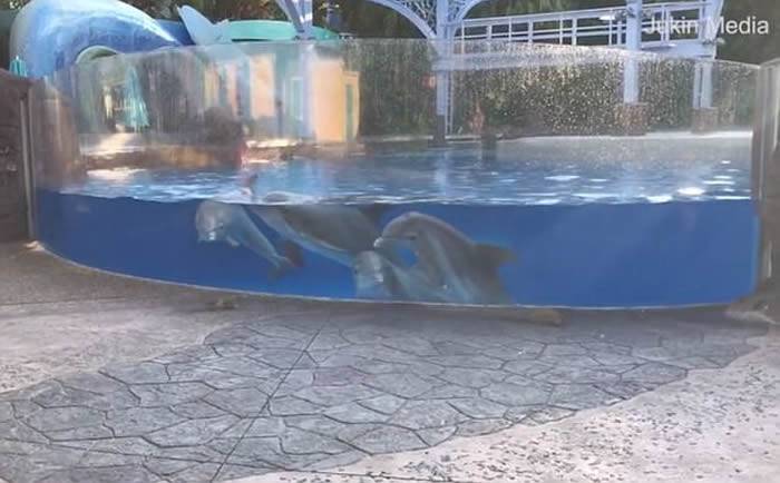 美国佛州主题乐园“海洋世界”4条海豚被玻璃水箱外两只小松鼠吸引