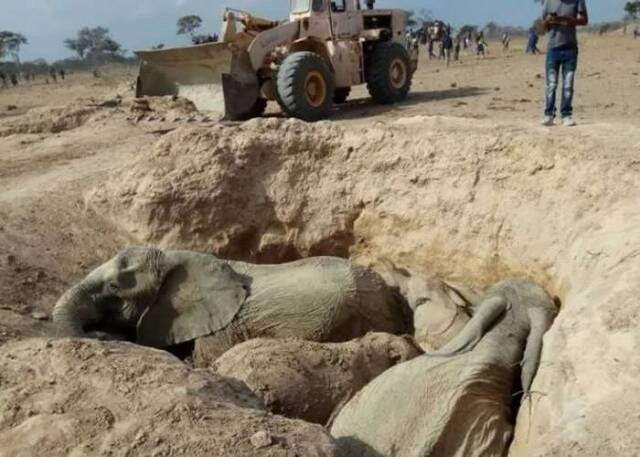5头大象被困土坑。