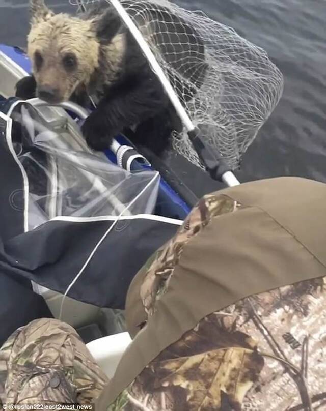 俄罗斯渔民在湖上遇见2头遇溺小棕熊互相信任救上渔船