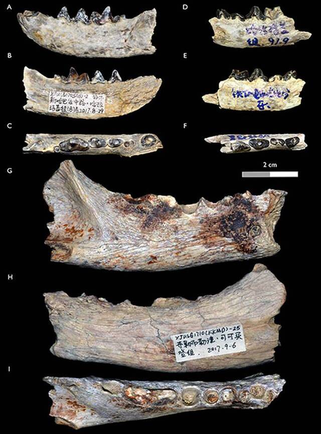 乌伦古河流域的刃貂化石。A-F白虎刃貂Hoplictisbaihu；G-I似海氏刃貂Hoplictiscf.H.helbingi（江左其杲供图）