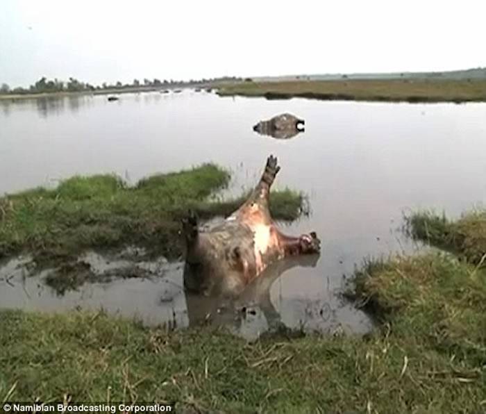 非洲纳米比亚国家公园河马疑似感染炭疽病一周内109只接连死亡