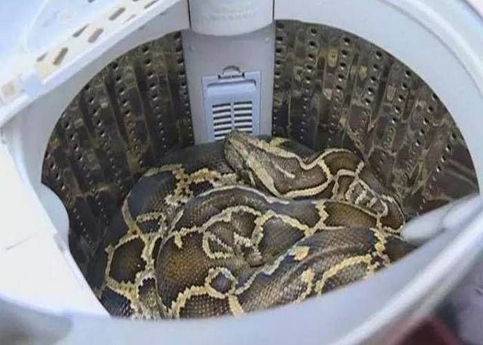 张丽在家门外的洗衣机中，发现该条大蟒蛇。