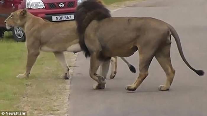 南非国家公园万兽之王雄狮发威突然起身作状冲向汽车