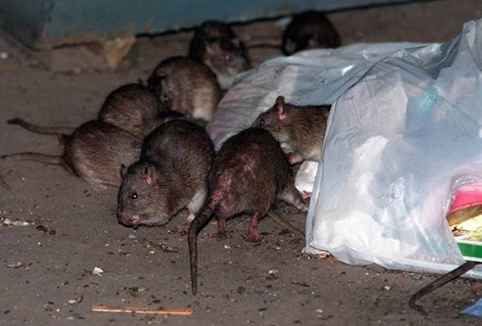 奥尔金灭鼠公司发表年度报告指：芝加哥连续第3年成为全美鼠患最严重的城市