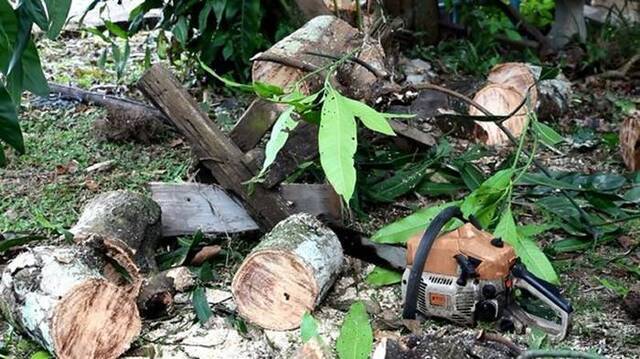 泰国妇人协助老公锯树不小心跌倒撞上电锯当场遭割喉惨死