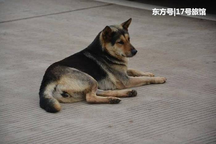 就是它，抢走日本运动员国旗的中华田园犬（俗称：土狗）。