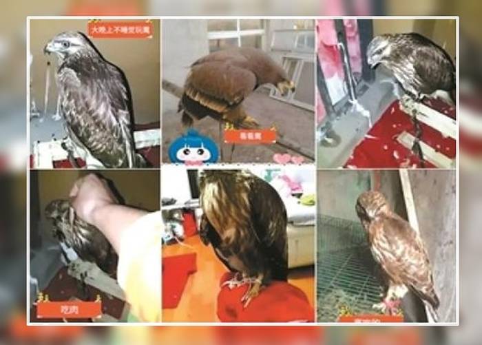 有网民爆料称，多名“猎鹰爱好者”网上直播驯鹰卖鹰。