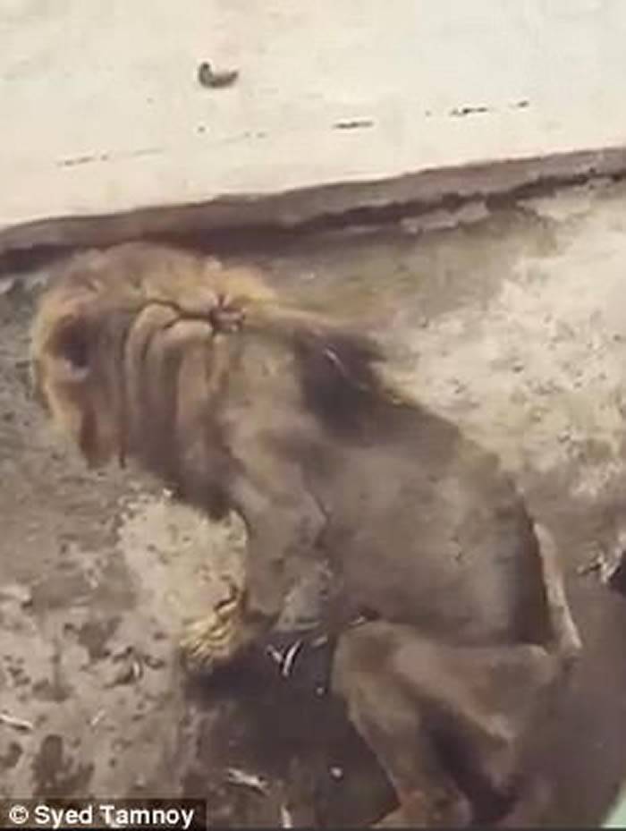 孟加拉动物园惊现瘦骨嶙峋老迈狮子万兽之王Juboraj几乎无力站起