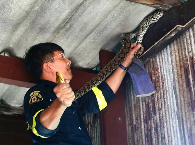 泰国曼谷“蛇满为患”消防员出动捉蛇多过救火
