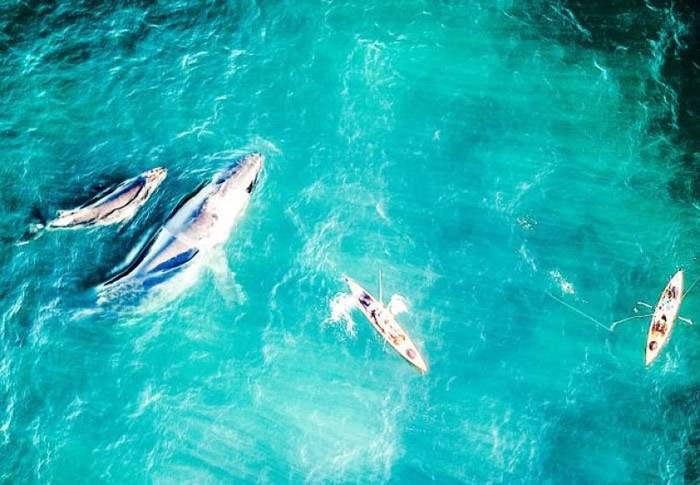 澳洲悉尼鲸鱼母子游近独木舟亲近人类