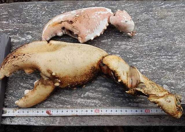 巨型龙虾钳现身英国威尔斯龙虾真身或一米长