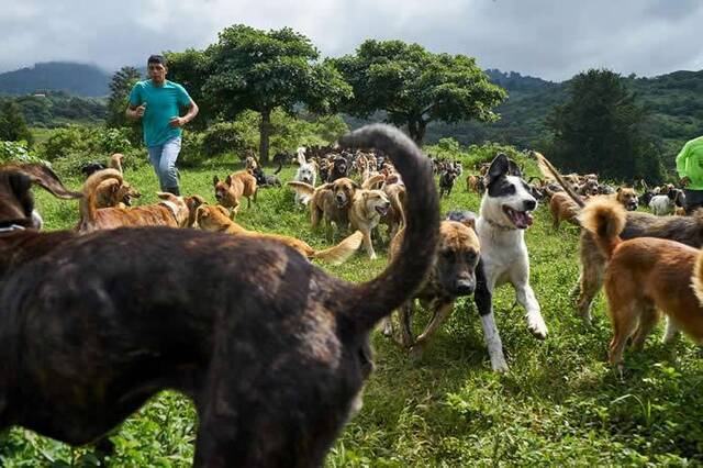 在农场照护员亚历克斯（Alex）的监督下，狗群兴奋地跑过主农场后方的山坡。PHOTOGRAPHBYDANGIANNOPOULOS