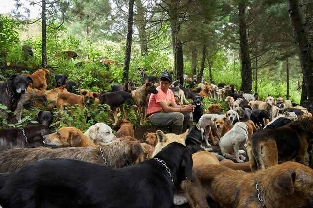 在日常遛狗的休息时间，当地照护员荷西.索托（JoséSoto）与狗群坐在一起。PHOTOGRAPHBYDANGIANNOPOULOS
