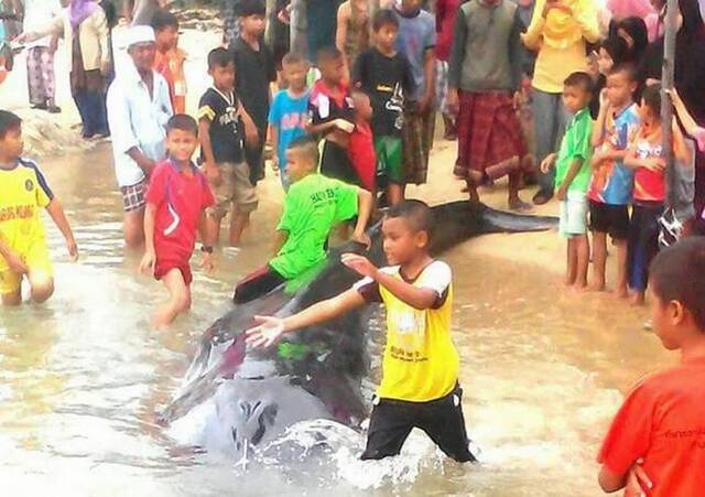 村民向鲸鱼泼水欲救回它