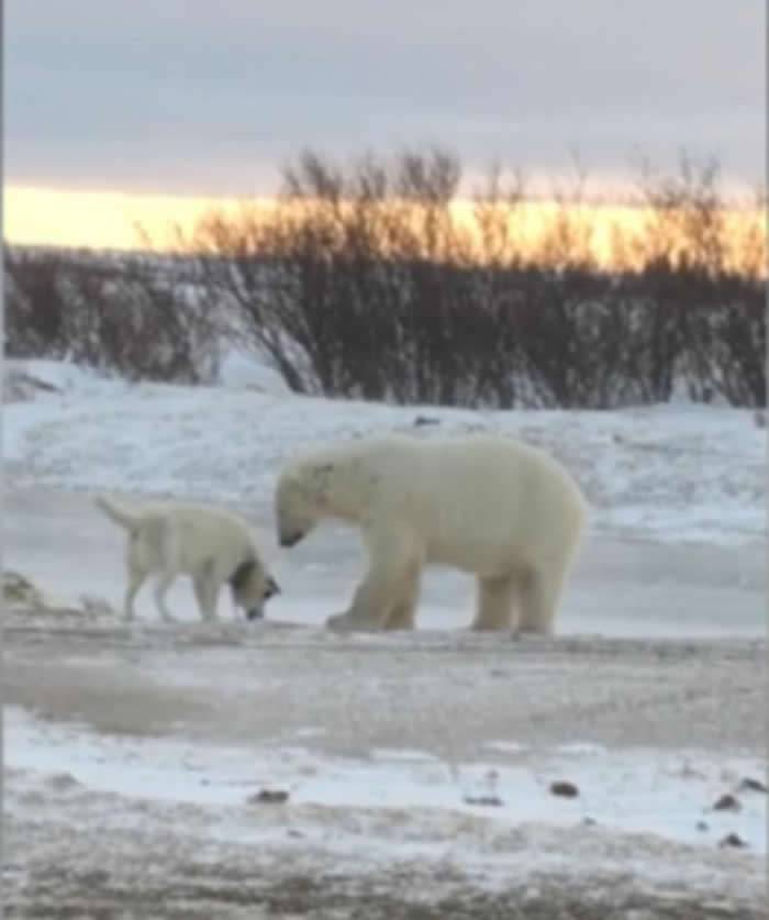 加拿大雪地罕见一幕：体型庞大北极熊逗玩被栓住的小狗网民称盘算猎杀而已