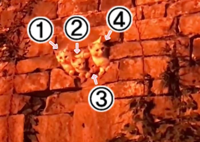 4只可爱的“猫星人”在明城墙离地约2米的一个破洞内安居。