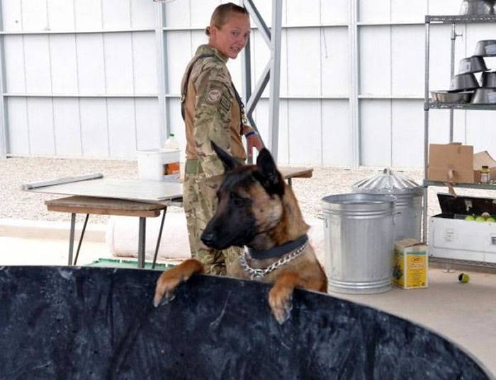 无法重新安置：阿富汗战争中救过数千英军士兵性命的军犬竟面临注射毒物安乐死