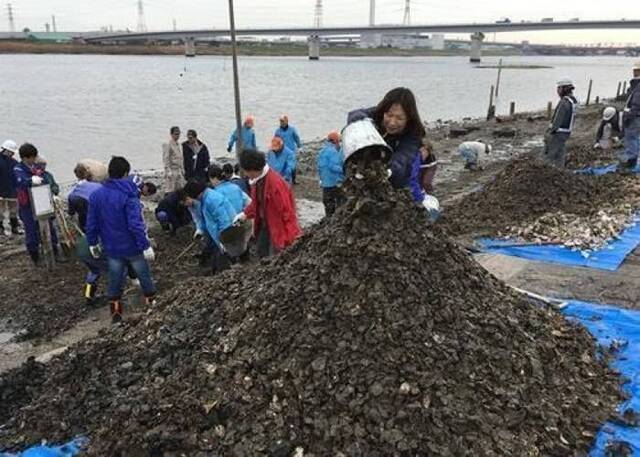 河边堆积大量蚝壳。