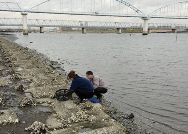江户川河边有民众采蚝。