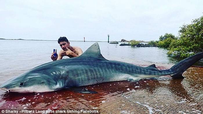澳洲19岁青年角力3小时把4米长虎鲨拉上岸