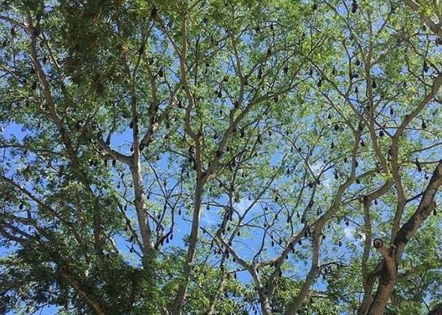 蝙蝠成群在树上休息。