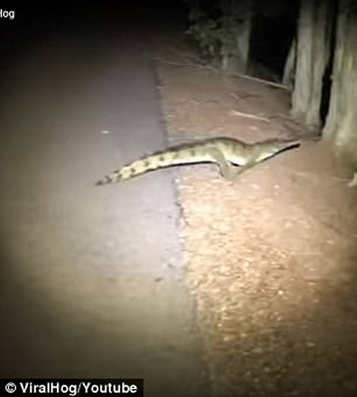 澳洲男子晚上归家途中发现有条鳄鱼躺在路中心便上前看过究竟