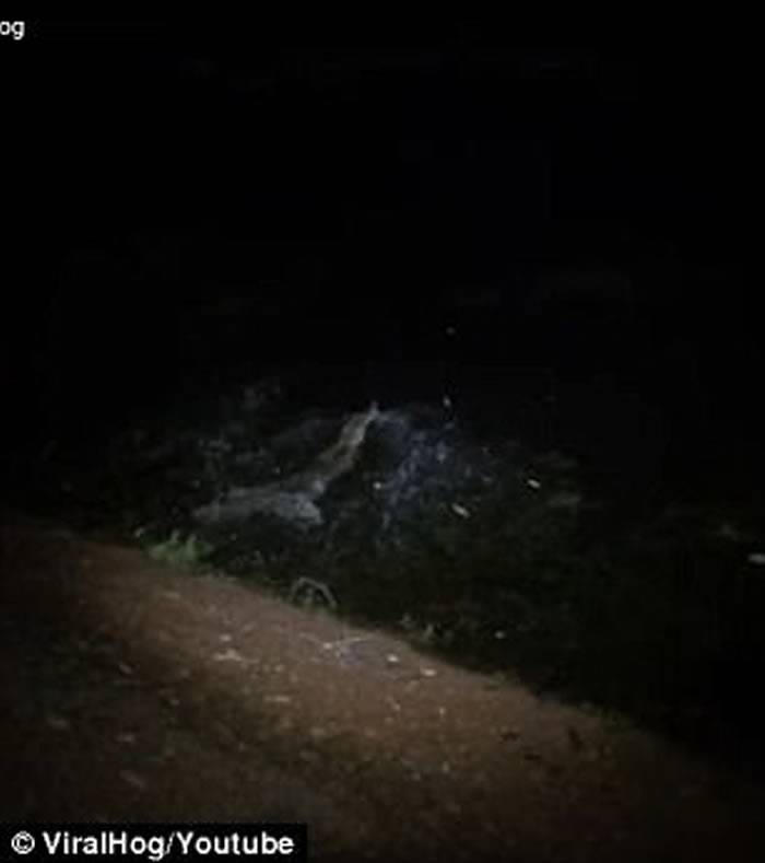 澳洲男子晚上归家途中发现有条鳄鱼躺在路中心便上前看过究竟