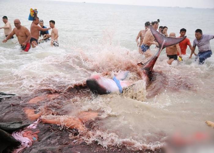 受伤出血的抹香鲸搁浅在大东海海域。