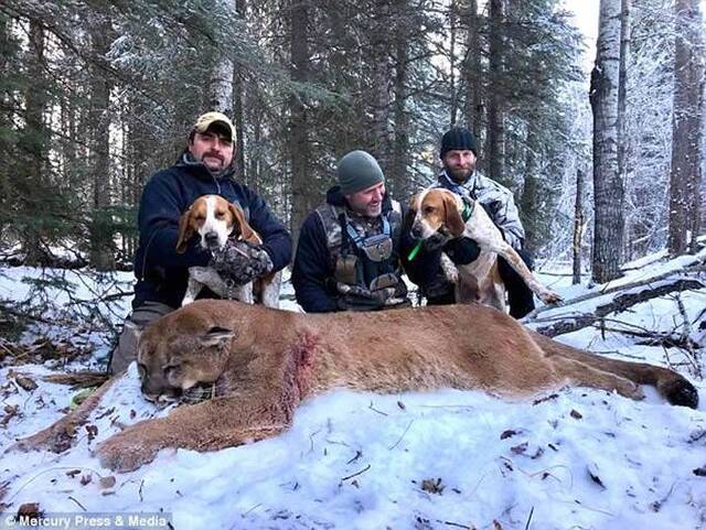 加拿大知名户外节目主持人SteveEcklund射杀美洲狮“炒肉”脸书炫照引动保人士挞伐
