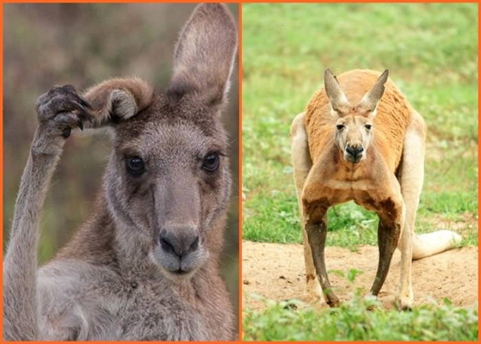 新南威尔士省内，不论灰袋鼠（图左）和红袋鼠（图右）都于最近一年内大量死亡。