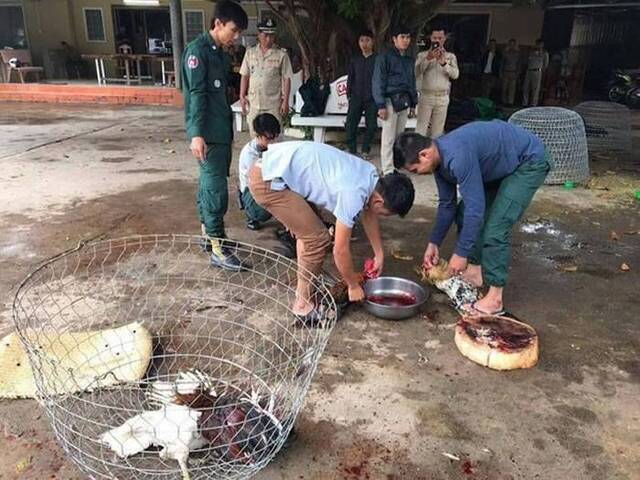 柬埔寨干丹省法院判决当地92只“斗鸡”死刑鸡肉被警员吃光