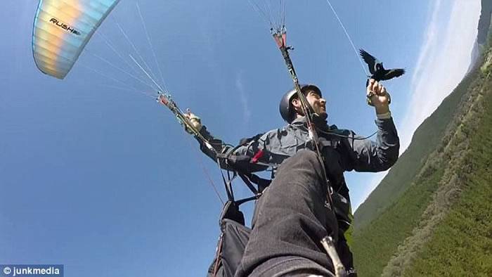 澳洲男子在维多利亚省独自玩滑翔伞时遇上两只喜鹊不断骚扰