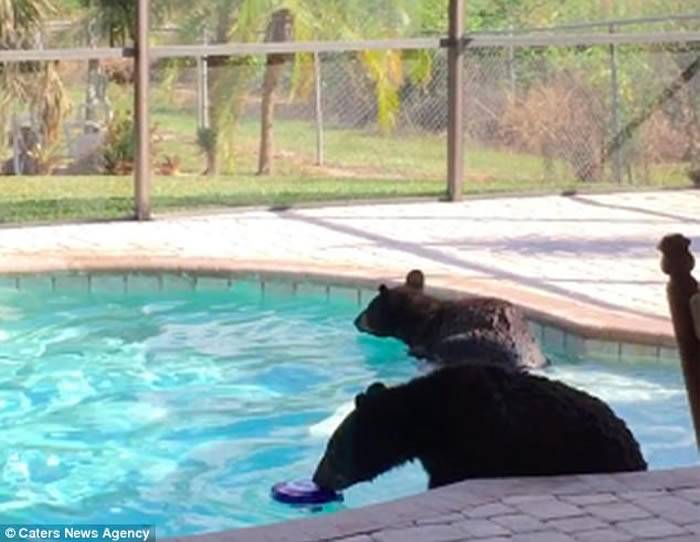 美国佛罗里达州男子回家惊见两只小黑熊在游泳池“开派对”