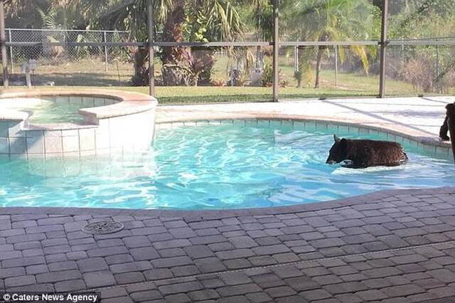 美国佛罗里达州男子回家惊见两只小黑熊在游泳池“开派对”