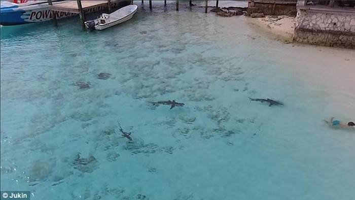 巴哈马海滩摄影师无人机航拍发现几条鲨鱼正游向男童