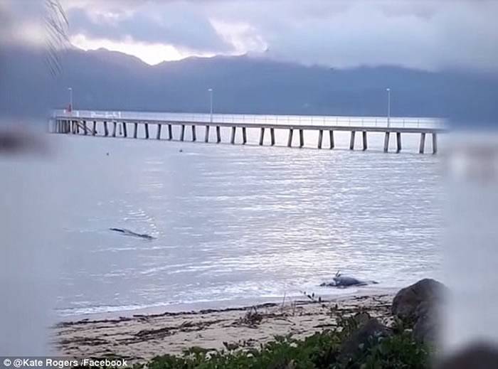 澳洲“俾斯麦”湾鳄游近浅滩狠咬大鱼尸体回大海