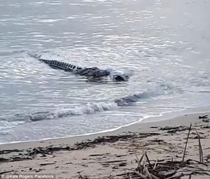 澳洲“俾斯麦”湾鳄游近浅滩狠咬大鱼尸体回大海