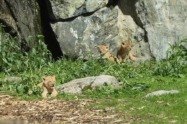 谢尔松指幼狮无法融入动物园环境。