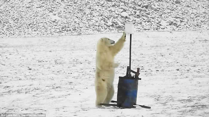 俄罗斯远东楚科奇自治区弗兰格尔岛一只北极熊在监控镜头前舞首弄姿