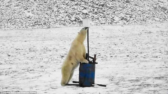 俄罗斯远东楚科奇自治区弗兰格尔岛一只北极熊在监控镜头前舞首弄姿