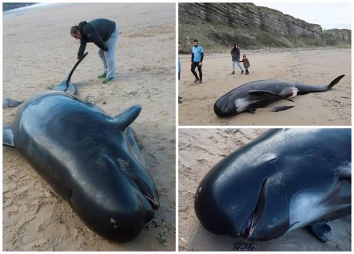 西班牙海滩现近4米长领航鲸尸体疑误吞塑料袋致死