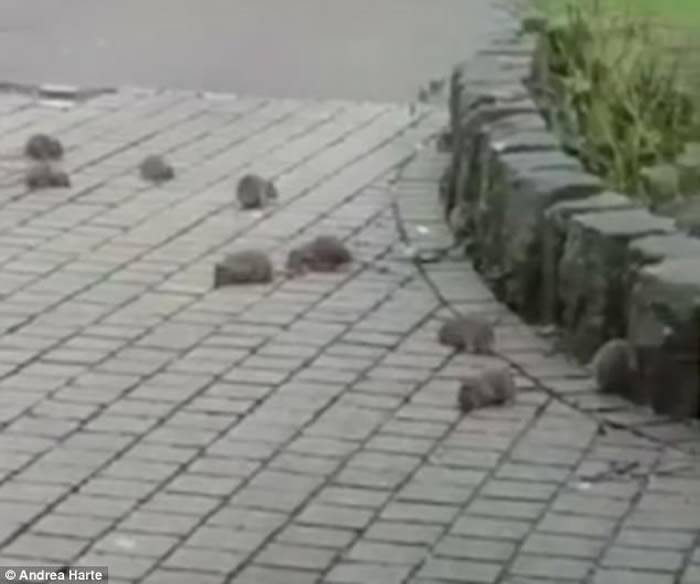 《哈默尔恩的吹笛人》场面：英国德文郡普利茅夫30只老鼠白天横行