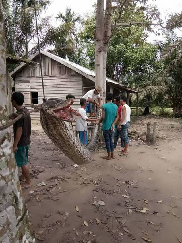 印尼男子徒手战胜7米长蟒蛇