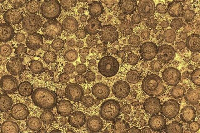 3.4亿年前微生物“入侵”美国五角大楼